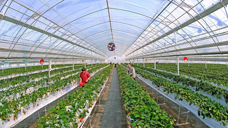 绿色食品认证蔬菜基地流程解析：从田间到餐桌的绿色之旅