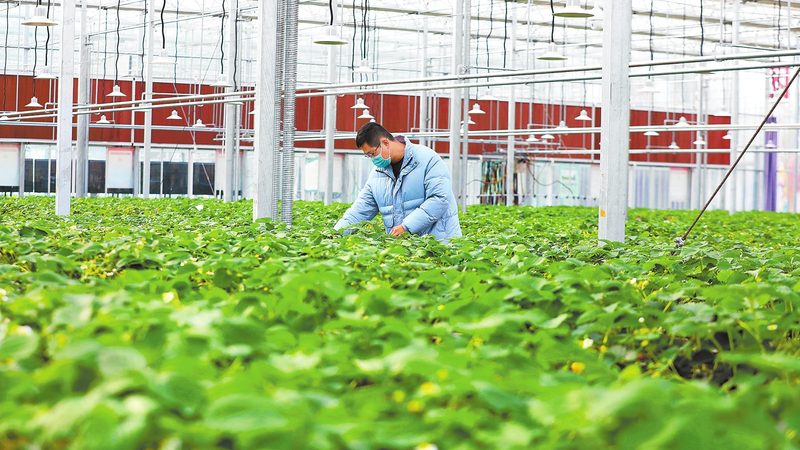 小型粮食种植深加工项目报价