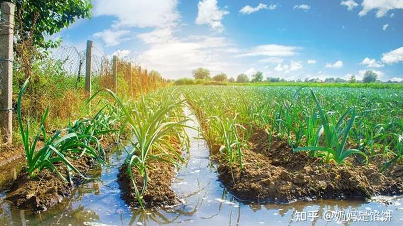 水果种植合作社投资回报周期解析