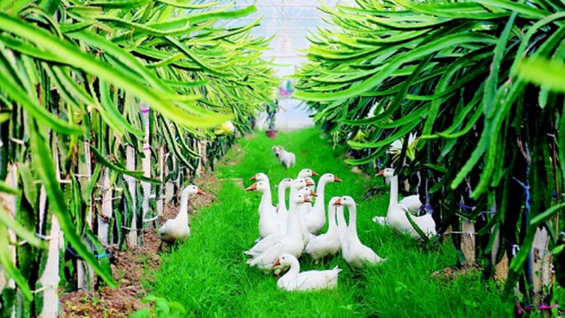 水果种植合作社加盟：条件解析与要求探讨